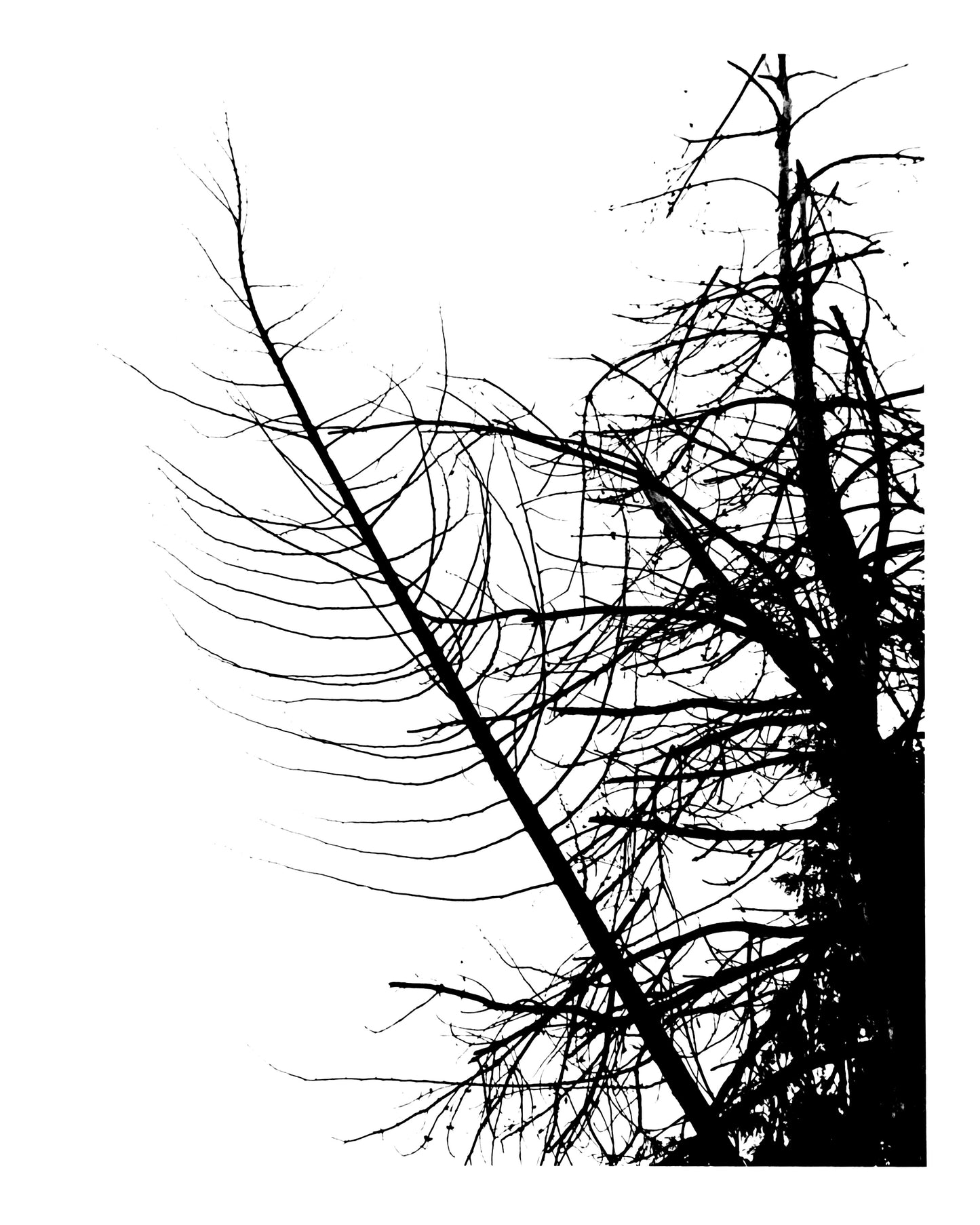 Ink Black Lines
