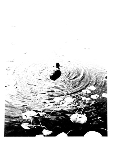 Mindful Canadian Duck