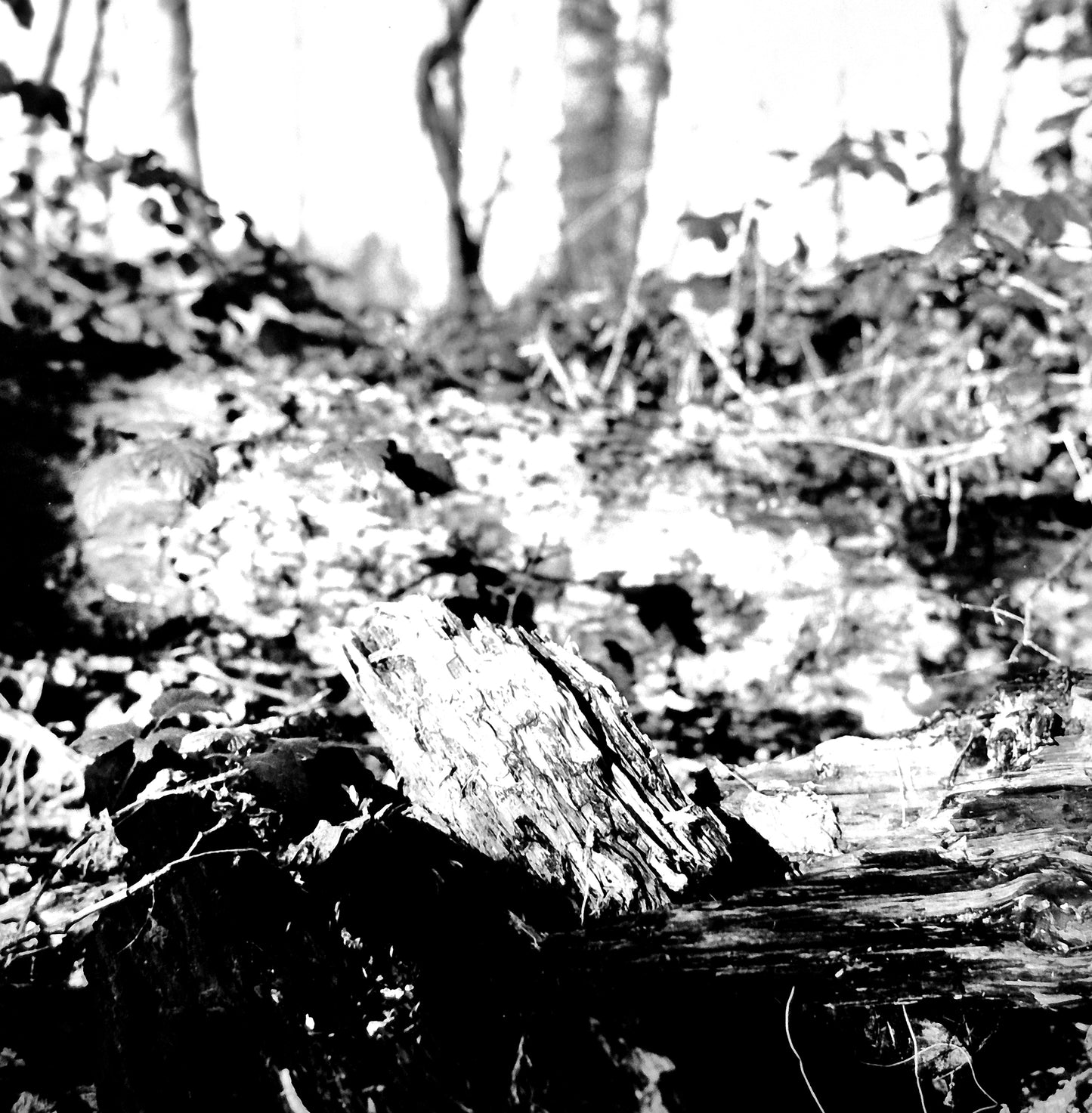 The Forest's Floor Memory