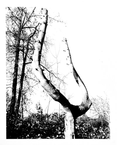 Trajectory Of The Earthbound