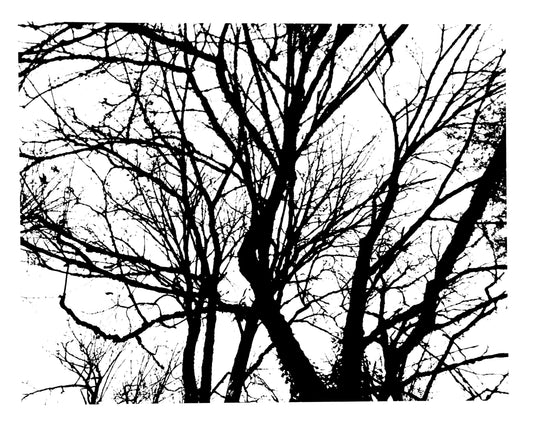Static Tree Branch