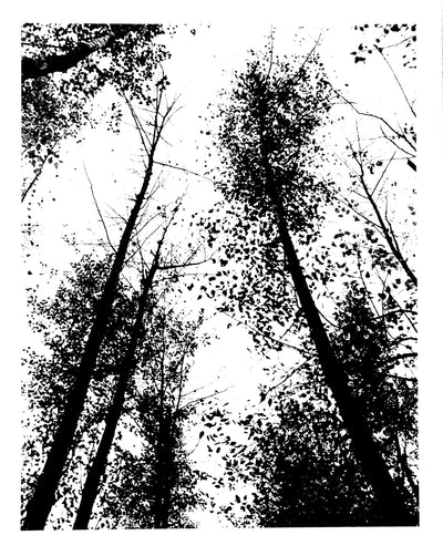 Towering Trees